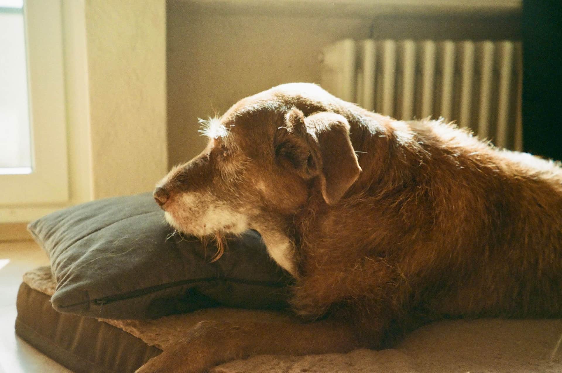 A gray-muzzled senior dog resting calmly on a soft bed in warm, natural light