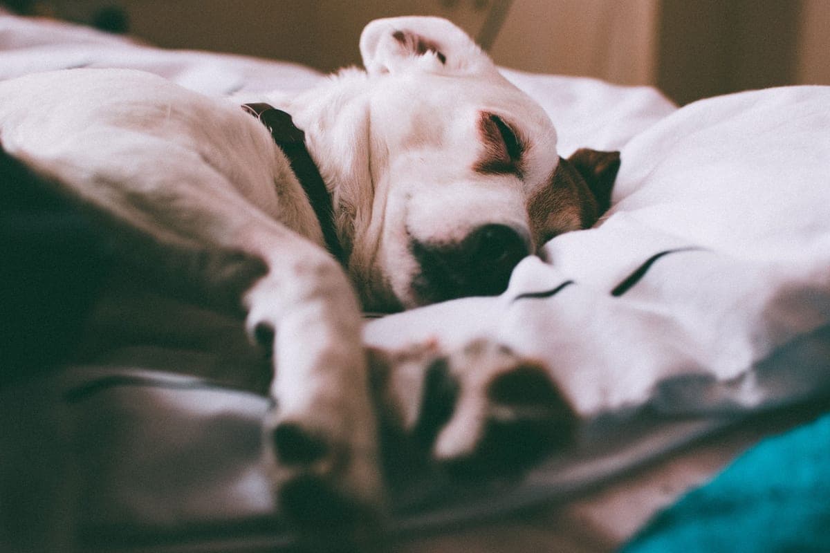 Orthopedic & Comfort Beds
