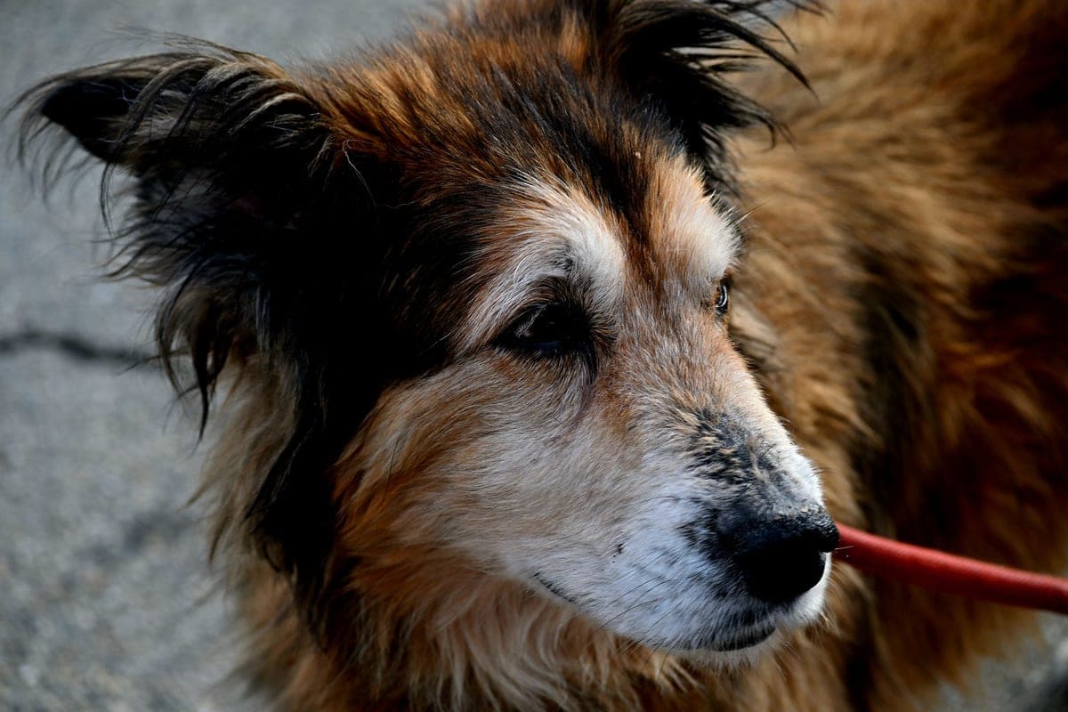 How to help an old dog get up and move around