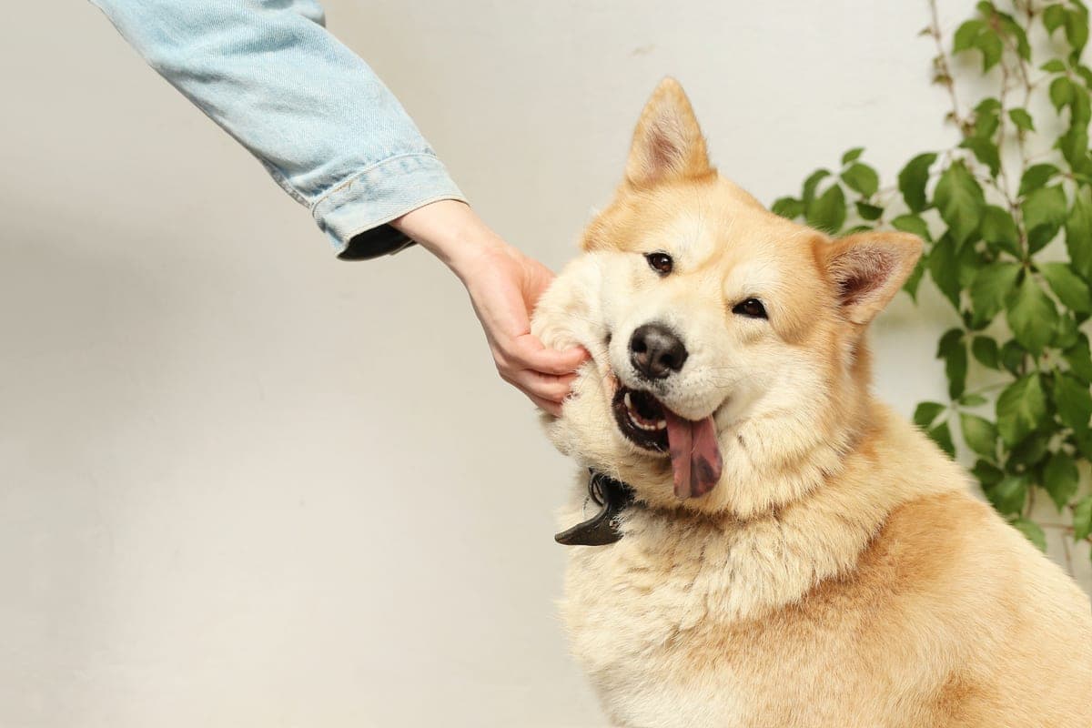 How to help an old dog up and down the stairs
