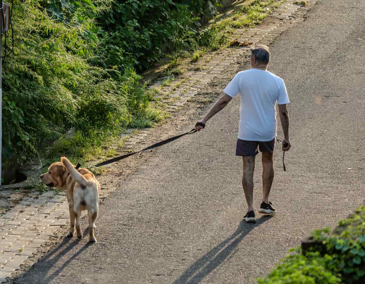 Dog ramp vs stairs: which is right for your old dog?