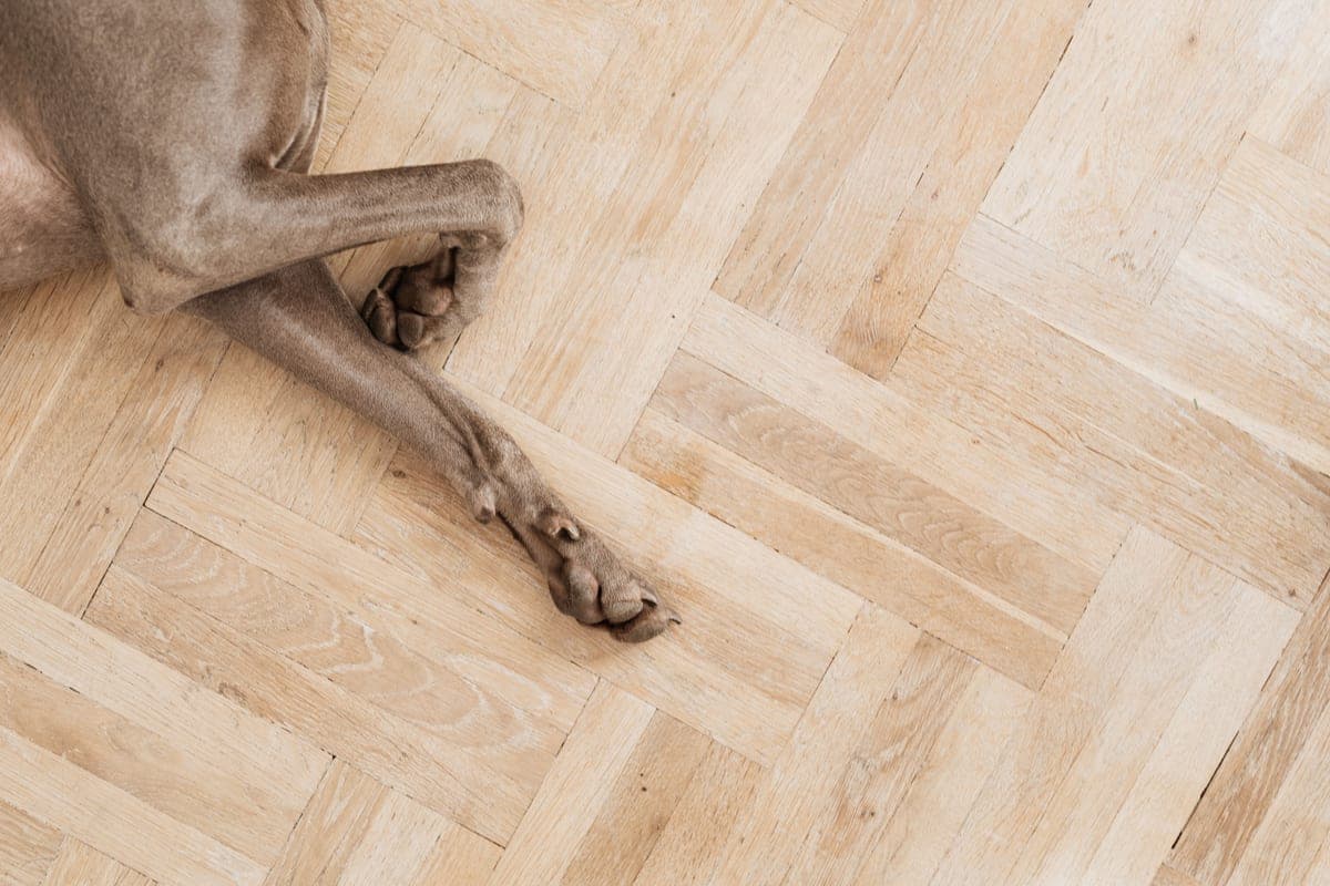 How to stop a senior dog slipping on slick floors